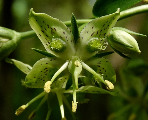 {Frasera caroliniensis}